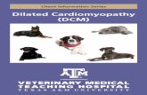 Dilated Cardiomyopathy (DCM) - Veterinary Hospital€¦ · What is dilated cardiomyopathy (DCM)? DCM is a disease that causes the heart muscle cells (myocardium) to become weak and