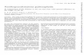 Xanthogranulomatous pyelonephritis - Journal of Clinical ...xanthogranulomatous pyelonephritis reveals certain fundamental differences between the two and reinforces the view that