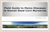 Field Guide to Maize Diseases in Hawaii Seed Corn Nurseries · Maize Chlorotic Mottle Virus (MCMV) Maize Mosaic Virus (MMV) Maize Dwarf Mosaic Virus (MDMV) Sugar Cane Mosaic Virus