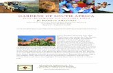 GARDENS OF SOUTH AFRICA - JC Raulston Arboretum · Africa became known as the 'Fairest Cape'. We’ll drive past the pristine beaches of Camps Bay, Clifton and Llandudno - currently