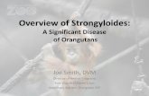 Overview of Strongyloides - Orangutan SSP · 2020-02-01 · Overview of Strongyloides: A Significant Disease of Orangutans Joe Smith, DVM Director of Animal Programs Fort Wayne Children’s