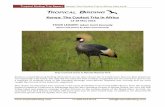 Kenya: The Coolest Trip in Africa - Tropical Birding · Tropical Birding Trip Report Kenya: The Coolest Trip in Africa, May 2016 +1-409-515-9110 info@tropicalbirding.com The Flame