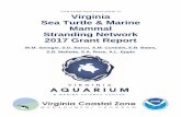 Virginia Sea Turtle and Marine Mammal Stranding Network ... · A.L. 2018. Virginia Sea Turtle and Marine Mammal Stranding Network 2017 Grant Report. Final Report to the Virginia Coastal