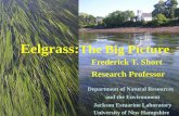 Eelgrass:The Big Picture - Gulf of Mainegulfofmaine.org/council/committees/habitat_mon/download.php?f=fil… · Eelgrass: The Big Picture. Eelgrass. Zostera marina. L. A seagrass: