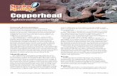 Copperhead - Pennsylvania Fish & Boat CommissionThe Copperhead likes wooded hillsides, especially those that feature rocky outcrops standing guard above a stream Copperhead Agkistrodon