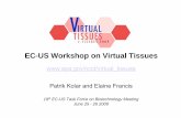 EC-US Workshop on Virtual Tissues · –bioassays sensitive to environmental-relevant (low) exposures –experimental models relevant to human biology and toxicities ... endpoints,