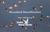 Jason Hoeksema - Manomet, Inc. · •The Shorebird Guide, 2006, by Obrien, Crossley, and Karlson •Kaufman Field Guide to Advanced Birding, 2011, by Kenn Kaufman. Upland Sandpiper.