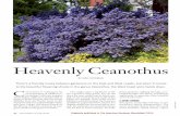 Heavenly Ceanothus - American Horticultural Society · its annual show of wildflowers, including California poppies (Eschscholzia californica) and farewell to spring (Clarkia amoena).
