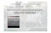 REPRODUCCIÓN ASISTIDA EN GANADO CAPRINO · 2013-09-27 · REPRODUCCIÓN ASISTIDA EN GANADO CAPRINO FORO INIA. “MANEJO CAPRINO RENTABLE” Francisco Antonio Arrebola Molina IFAPA