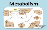 Biochemistry Unit 8th · Amino Acid Metabolism •AA forms metabolic intermediates by transamination using the amino group from other amino acids •Deamination – removal of amino