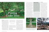 Planting Under Trees · Illinois, advises amending the soil around trees several months in advance of planting. “Mulching first and installing later provides a couple of advantages,”