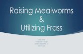Raising Mealworms Utilizing Frass · 2020-01-28 · Great use of natural resources: To obtain 1 pound of mealworms, they need 2 ... Edible: An Adventure Into the World of Eating Insects