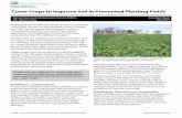 Cover Crops to Improve Soil in Prevented Planting Fields · Cover Crops to Improve Soil in Prevented Planting Fields. Compaction on these soils is a concern that needs remediation.