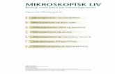 MIKROSKOPISK LIV - Nucleus · Figur 5. Skitse af den generelle opbygning af en celle. Side 11 i bogen. Mikroskopisk liv Biologi med fokus på mikroorganismer Tegning: Erik Hjørne.