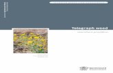 Telegraph Weed Risk Assessment - Department of Agriculture … · 2016-06-17 · 2 Invasive plant risk assessment: Telegraph weed eterotheca grandiora Summary Heterotheca grandiflora
