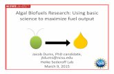 Algal Biofuels Research: Using basic science to maximize ... · Algal Biofuels Research: Using basic ... Protein production Chlorophyll Development Cell Division Sexual Reproduction