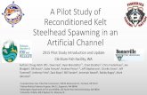 A Pilot Study of Reconditioned Kelt Steelhead Spawning in ...ykfp.org/par15/PDF/branstetter.pdf · •Successfully captured and reconditioned enough mature steelhead for spawning