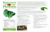 SPINACH - Harvestharvestofthemonth.cdph.ca.gov/documents/Spring/Spinach/Spinach... · SPINACH Health and Learning Success Go Hand-In-Hand State testing in the spring is an ideal time