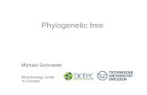 AB 10 phylo - Biotec · By Michael Schroeder, Biotec 21 Unrooted and Rooted Trees Rooted tree with m leaves has m-1 internal nodes and 2m-2 edges Unrooted tree with m leaves has m-2