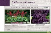 109-122 Heuchera - Hibiscus - Proven Winners...Heuchera micrantha ‘Palace Purple ’ HEUPP30, HEUPP72 (Coral Bells) Large, shiny, star-shaped leaves range in color from deep olive