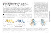 STRUCTURAL BIOLOGY Molecular structure of human P ... · P-glycoprotein in the ATP-bound, outward-facing conformation Youngjin Kim and Jue Chen* The multidrug transporter permeability
