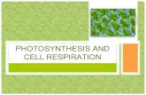 PHOTOSYNTHESIS AND CELL RESPIRATION · PHOTOSYNTHESIS AND CELL RESPIRATION . PHOTOSYNTHESIS PHOTOSYNTHESIS - IS ONE OF THE MOST IMPORTANT BIOLOGICAL EVENTS THAT OCCURS ON THIS PLANET.
