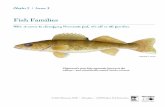 MinnAqua Fishing: Get in the Habitat! Lesson 2:3 - Fish ... · Class Osteichthyes: jawed fishes with bony skeletons, also known as bony fish (Greek, osteon = bone, ichthyes = fish)