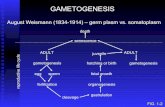 GAMETOGENESISlibvolume8.xyz/.../gametogenesisandtypeofeggsnotes2.pdf · GAMETOGENESIS August Weismann (1834-1914) – germ plasm vs. somatoplasm death ADULT senescence ADULT gametogenesis