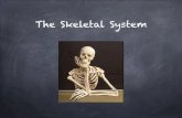The Skeletal System · 11/3/2019  · Functions support - form the internal framework that supports and anchors the body trunk protection - protect soft body organs movement - muscles