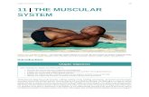11|THE MUSCULAR SYSTEM · 11|THE MUSCULAR SYSTEM Figure11.1ABodyinMotion Themuscularsystemallowsustomove,flexandcontortourbodies.Practicingyoga, as pictured here, is …