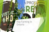 Hop Farming in Ontario - TRUE GRIST · Hops are primarily used in the process of making BEER There are four basic ingredients to beer, but only three are essential: malted barley,