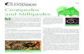 Centipedes and Millipedes - Texas A&M AgriLife Extension ...counties.agrilife.org/.../centipedesandmillipedes... · Centipedes and Millipedes Wizzie Brown* Biology and habits Centipedes