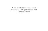 Checklist of the vascular plants of NevadaSpergularia rubra (L.) J.& K. Presl red sandspurry Spergularia salina J.& K. Presl salt sandspurry Stellaria calycantha (Ledeb.) Bong. northern
