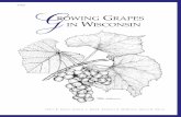 Growing Grapes in Wisconsin (A1656) - Cooperative Extension...The well-known Concord grape, for example, will grow and produce fruit in Wisconsin, but requires a 155- to 160-day growing