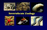Invertebrate Zoology - University of California, Santa Cruz · • Text: Invertebrate Zoology, Rupert, Fox & Barnes, 7th edition • Laboratory Manual: online & free! ... –Labs