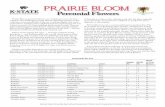 MF2772 Perennial Flowers: Prairie Bloom - KSRE Bookstore · Prairie Bloom perennial flowers are varieties proven to be best suited for the challenging prairie climate. Planting varieties