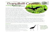 Sandhill Crane WISCONSIN SOLVING NUISANCE ...wildlifedamage.uwex.edu/pdf/SandhillCrane.pdfSandhill cranes (Grus canadensis) are one of two crane species found in North America. The
