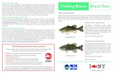 Fishing Basics Black Bass - NY Sea Grant | Welcome · 2010-03-10 · Fishing Basics Black Bass What is a black bass? Species of the genus Micropterus are known as black bass. Smallmouth