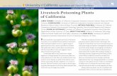 Livestock-Poisoning Plants of Californiaalfalfa.ucdavis.edu/-files/pdf/LivestockPoisoningPlants... · 2012-11-13 · Livestock-Poisoning Plants of California ANR Publication 8398
