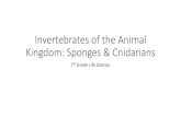 Invertebrates of the Animal Kingdom: Sponges & Cnidariansstotten.weebly.com/uploads/8/4/5/5/8455527/sponges_ppt.pdf · 2020-03-09 · Kingdom: Sponges & Cnidarians 7th Grade Life