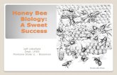 Honey Bee Biology: A Sweet Success - beesforbabar.org · Honey Bee Races Race Italian (Starline, Cordovan) Carniolan Caucasian (Russian) German Black Africanized (aka Killer Bees)