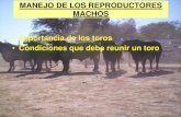 ATRIBUTOS DE UN BUEN TORO · 2017-04-07 · •Importancia de los toros •Condiciones que debe reunir un toro •Edad de los toros •Vida útil •Porcentaje de toros a utilizar