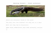 › media › misc › amazing-an… · Web viewAmazing Animals – Giant anteaters Where are anteaters found in the wild? How many ants and termites can they eat in a day? What are