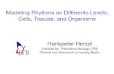 Modeling Rhythms on Differents Levels: Cells, Tissues, and … · 2017-01-26 · Modeling Rhythms on Differents Levels: Cells, Tissues, and Organisms Hanspeter Herzel Institute for