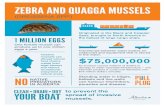 Zebra and Quagga Mussels - Alberta › dataset › 3119f6fd-1d9e-4d33... · ZEBRA AND QUAGGA MUSSELS (DREISSENA SPP.) $75,000,00 0 An invasion causes millions of dollars in damage