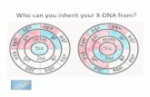 Who can you inherit your X-DNA from? › ... › HANDOUT-X-DNA-Inheritance.pdf · 2019-03-15 · Who can you inherit your X-DNA from? 1.1014 pad Dad . Title: 3 Y-DNA mtDNA X-DNA WHS