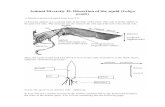 Animal Diverstiy II: Dissection of the squid (Loligo pealii)faculty.umb.edu/maureen.kelly/_mmServerScripts/Animal... · 2009-07-09 · Animal Diverstiy II: Dissection of the squid