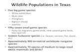 Wildlife Populations in Texas - Watershed Planningwatershedplanning.tamu.edu › ... › mwagner-wildlife-populations-in-te… · Wildlife Populations in Texas • Five big game species