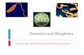 Domains and Kingdoms - WordPress.com€¦ · Domains and Kingdoms Images, from left to right: Cholera bacteria, Volvox colony, Strep bacteria