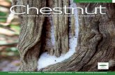 THE JOURNAL OF THE AMERICAN CHESTNUT FOUNDATION › wp-content › uploads › 2017 › 03 › ACF... · The NEW Journal of The American Chestnut Foundation ~ 1 DEAR CHESTNUT ENTHUSIASTS,